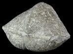Pyrite Replaced Brachiopod (Paraspirifer) - Ohio #52700-1